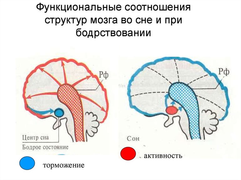 Где обрабатывается информация о сне