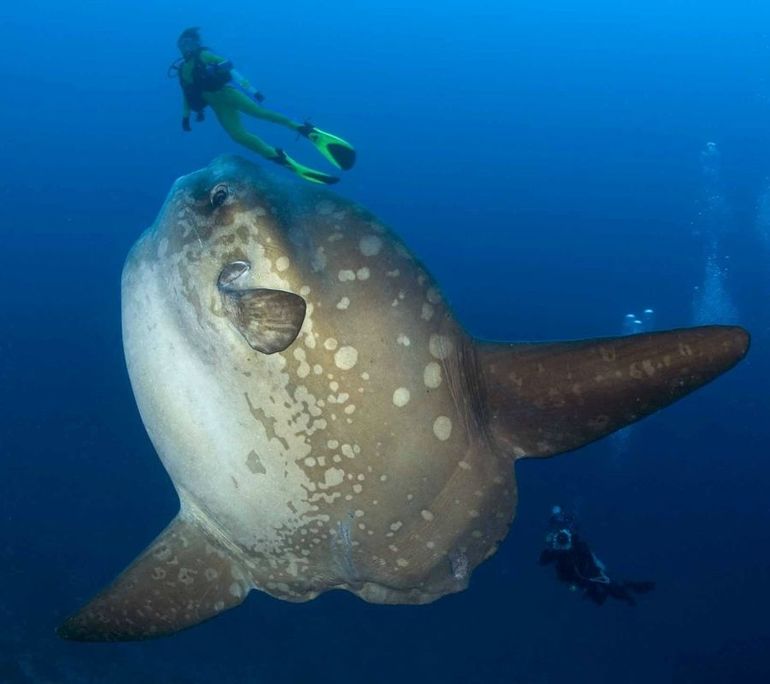 Самые необычные морские жители