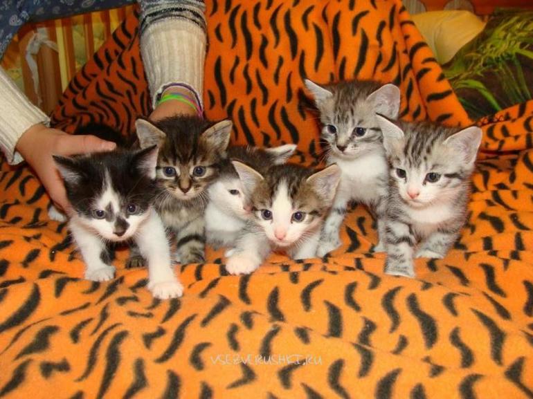 Как выбрать котенка