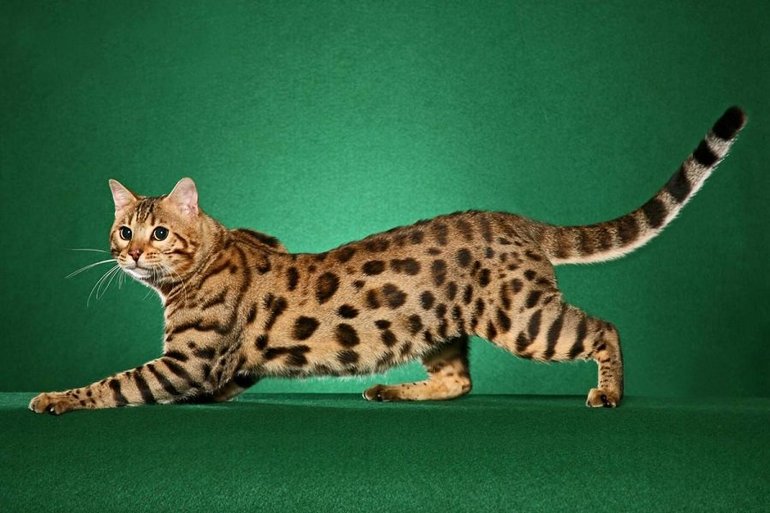 Домашняя бенгальская кошка
