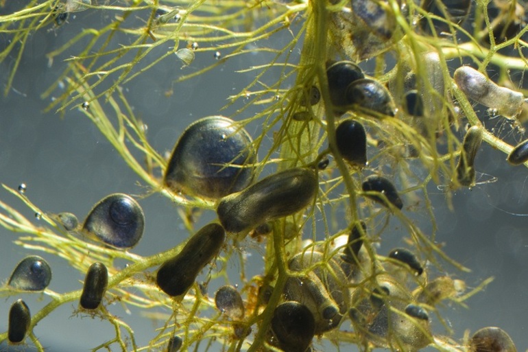 Хищное растение пузырчатка