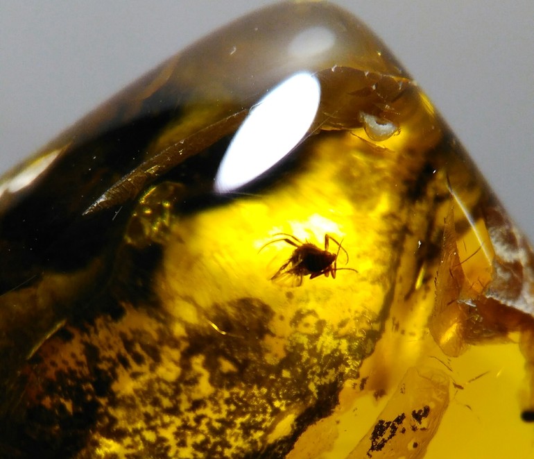 Cretoparacucujus cycadophilus в янтаре