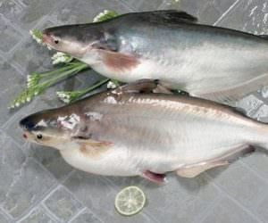 Рыба пангасиус фото и описание где водится польза и вред