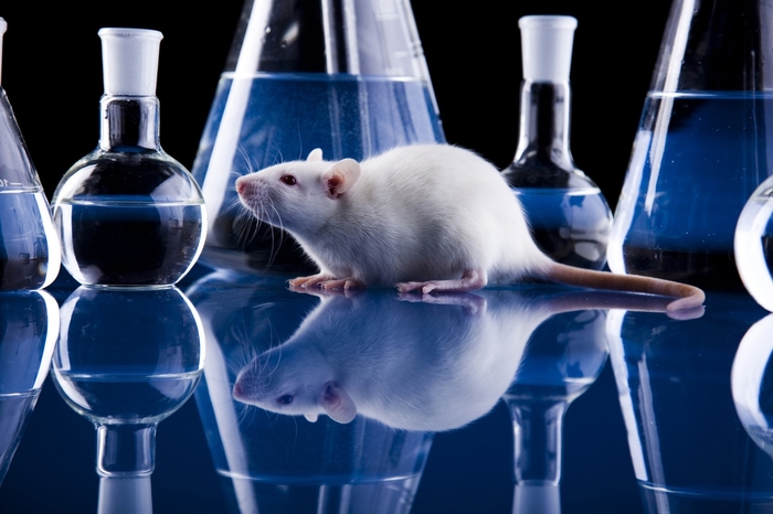 Воссоздание японцами цикла развития яйцеклетки in vitro у мышей